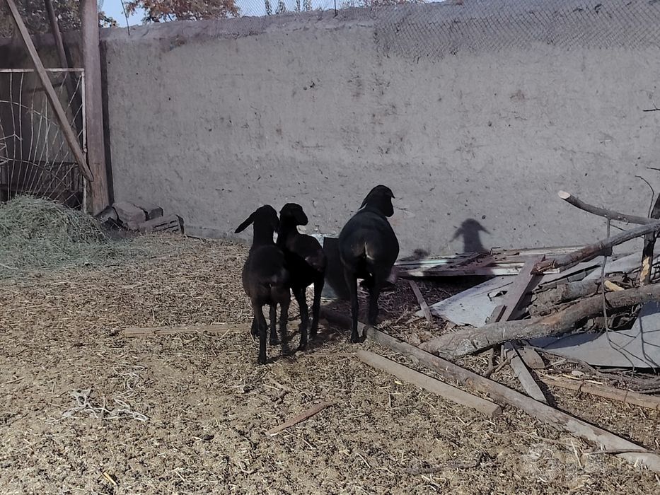 2 болали ёш куйлар сотилади.