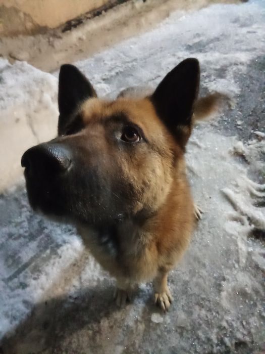 Собака ищет хозяина