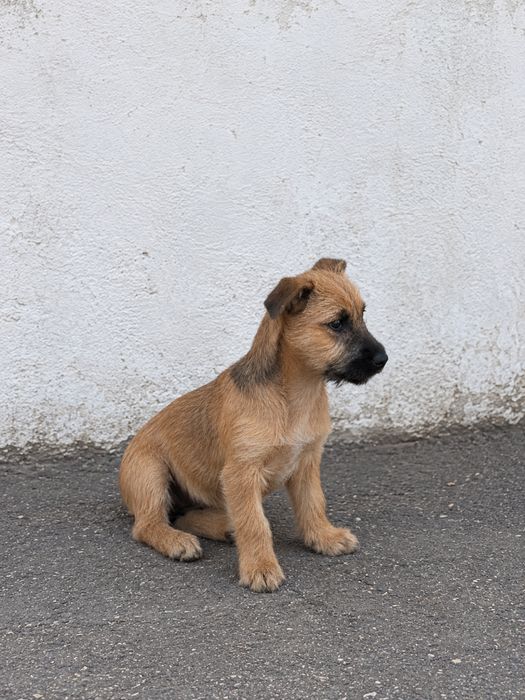 Сладкий усатик ищет дом!!!