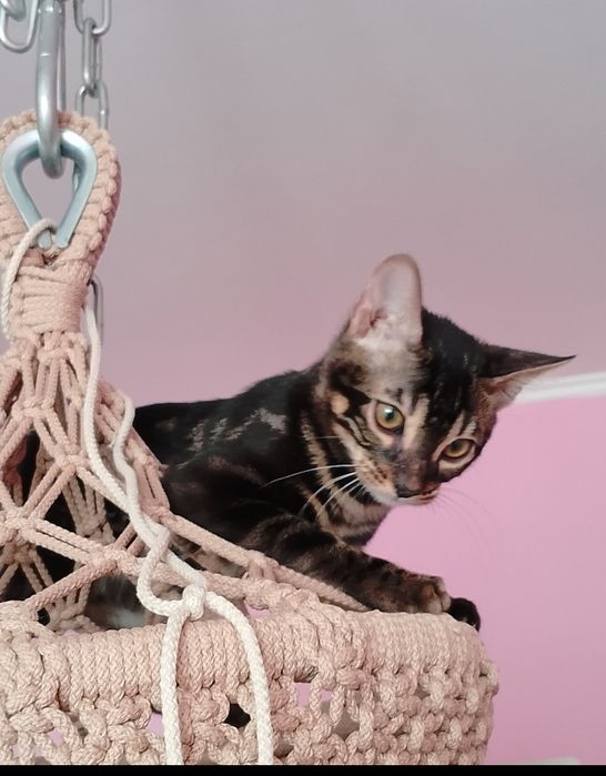 Бенгальские котята