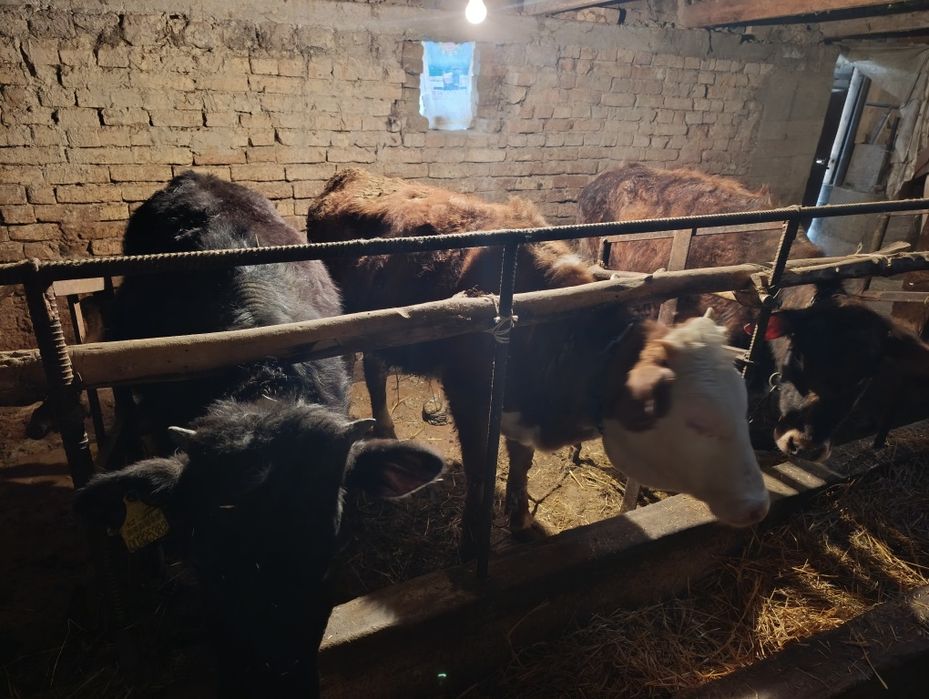 Три телки цена за общий