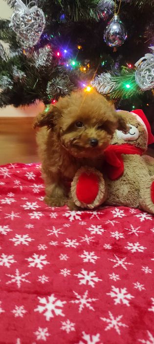 pudel caniche rosu