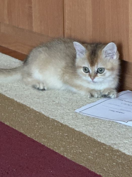 Шиншила  Зоти тоза  угил бола