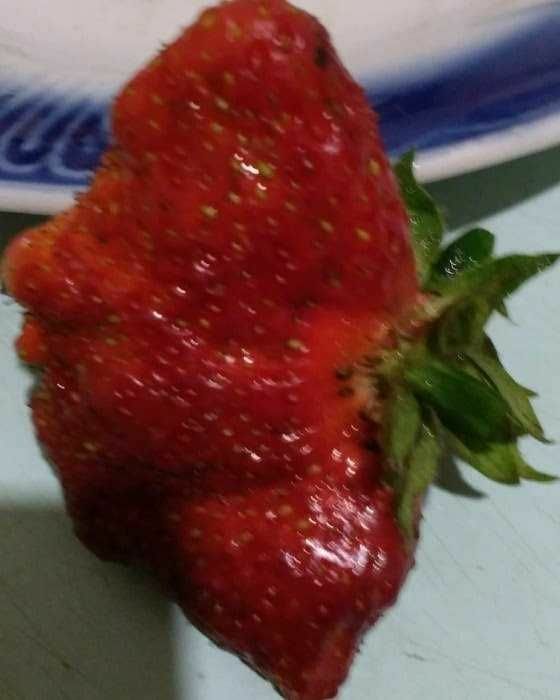 Таёжная земляника (рассада