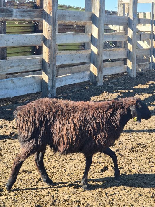 Гиссар кошкарлар