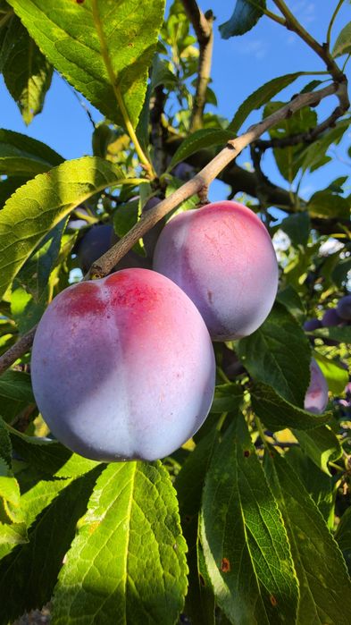 Prune Anaspeth Tuica
