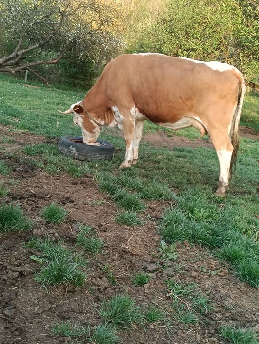 Vând 2 vaci,sunați la Nr de telefon 0783233404 pentru mai multe detali.
