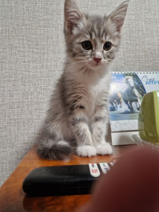 Котенок девочка 2 мес