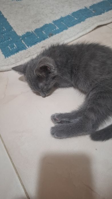 Продам двухмесячную пепельную кошечку