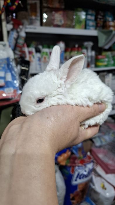 Карликовые кролики