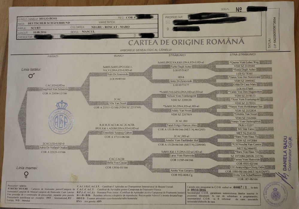 Mascul Ciobanesc german