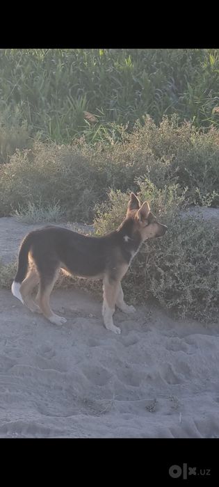 Afcharka bolasi sotiladi 2 yarim oylik