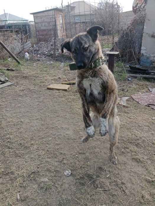 Отдам собак в хорошие руки