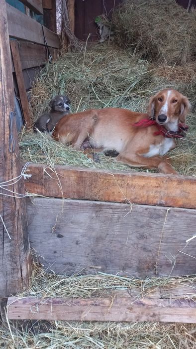 Тазы күшік сатам 3 ацлық