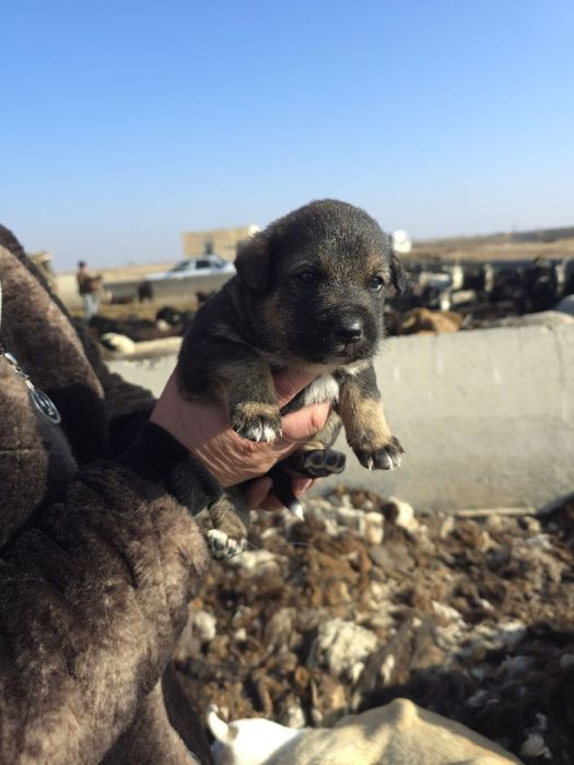 Zotdor cho'pon itlar