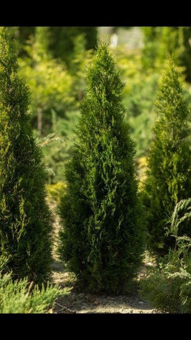 Pepiniera Tuia si Bonsai