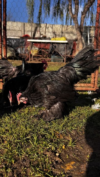 Pitice rasa de gaini pitica incaltata Mii de flori negru