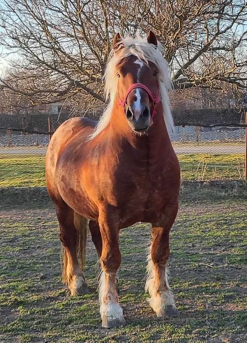 Vând pereche manzi!