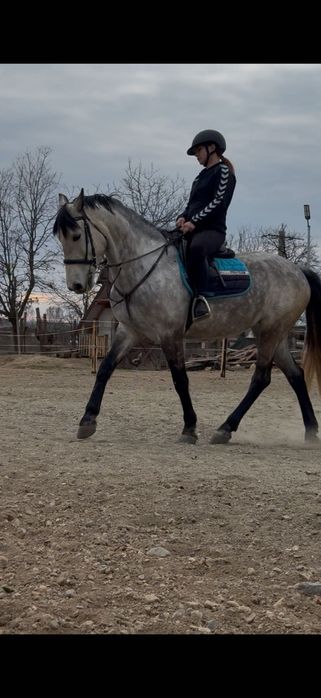 De vanzare iapă de sarituri