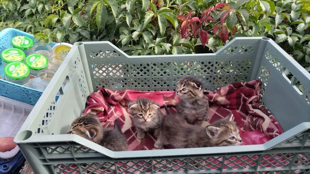 отдам котят веслоухих