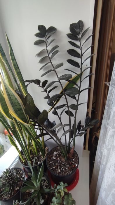 Чёрный замиокулькас