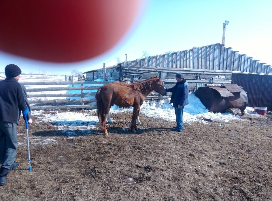 Лошади тайчики продам