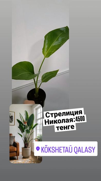 Стрелиция Николая:4500 тенге
