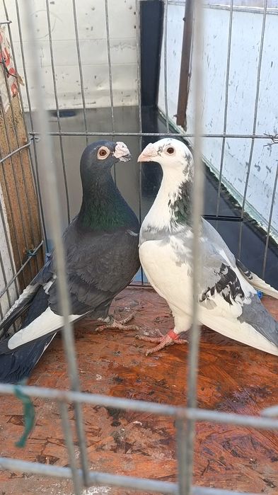 pereche porumbei voiajori italieni