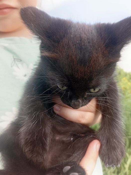 Отдам котят в добрые руки