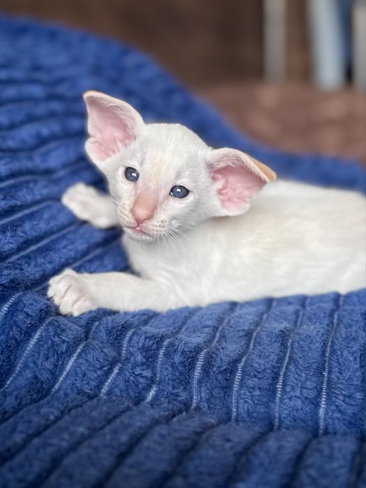 Ориентальный котенок