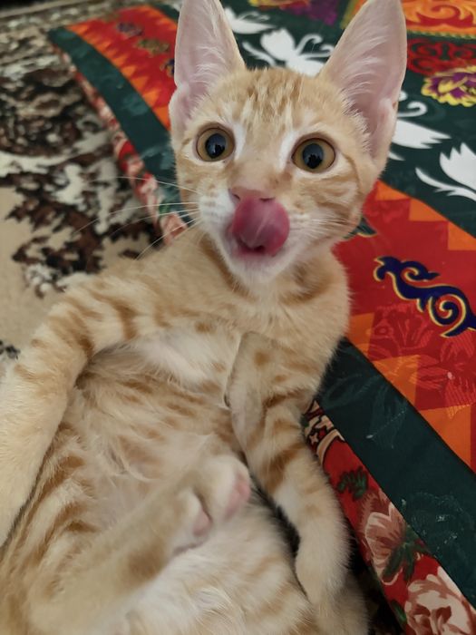 Отдам котенка в добрые руки