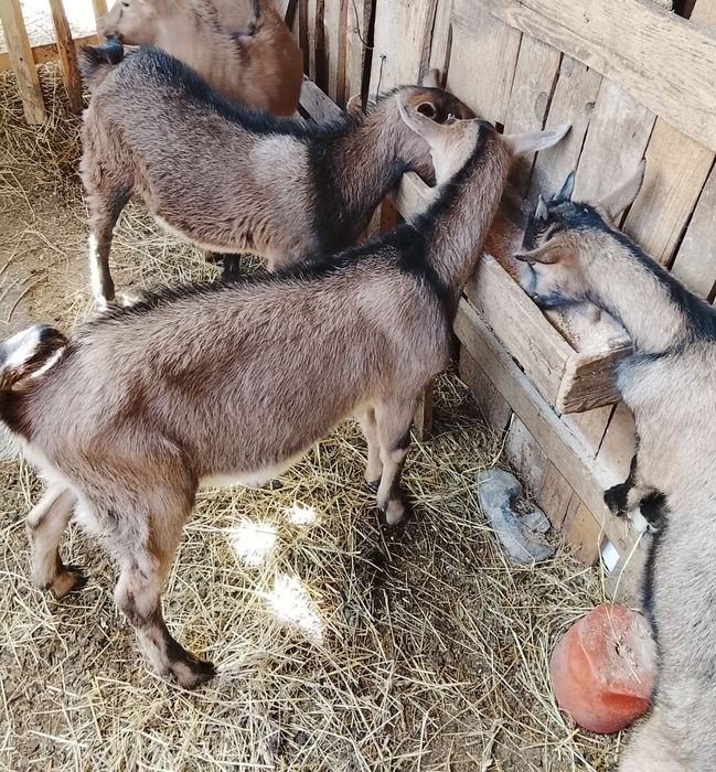 Vând  o iedita și 2iezi alpini francezi
