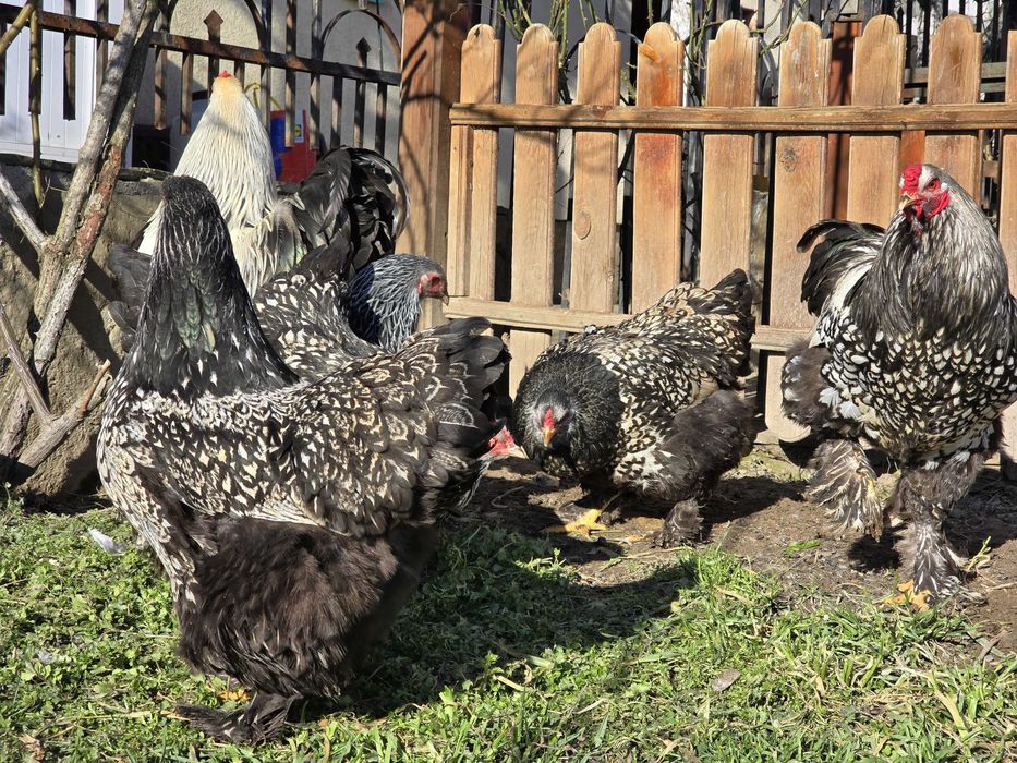 Продавам разплодни яйца от Сребърно кантирана барма (Silver Laced)