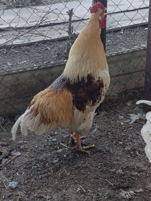 Петух Ломан Браун