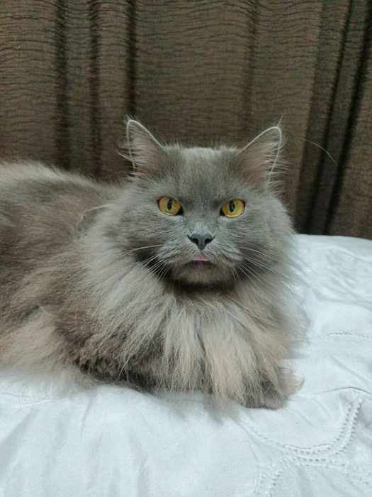 Молодая кошка продам)