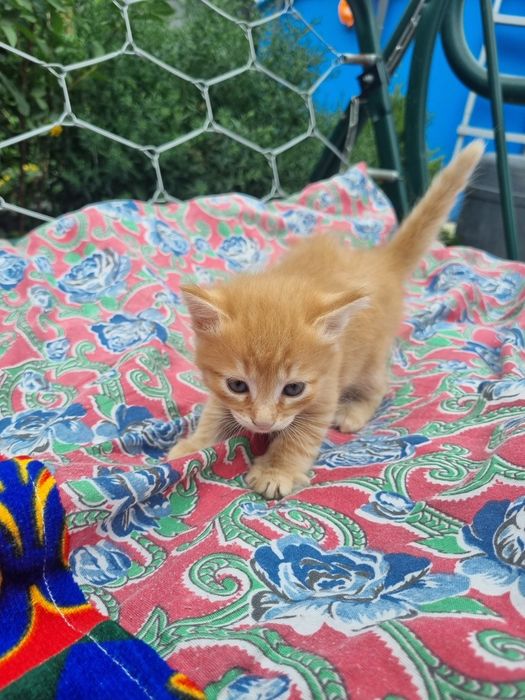 Отдам котят в хорошие руки
