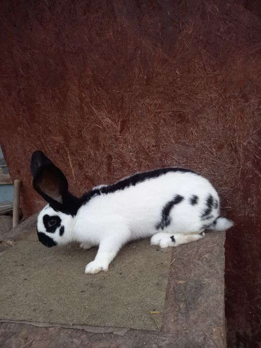 Femele fluture german