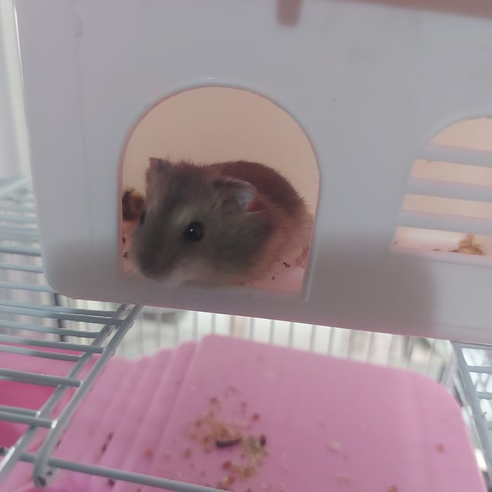 Хомяки джунгарские