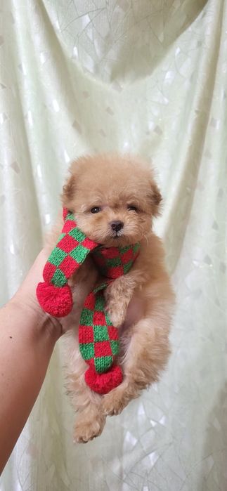 Мальтипу Ф_1 шикарный мальчик