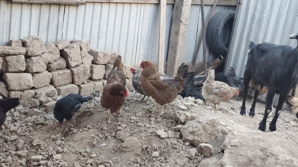 Тауыктар шөже кораз