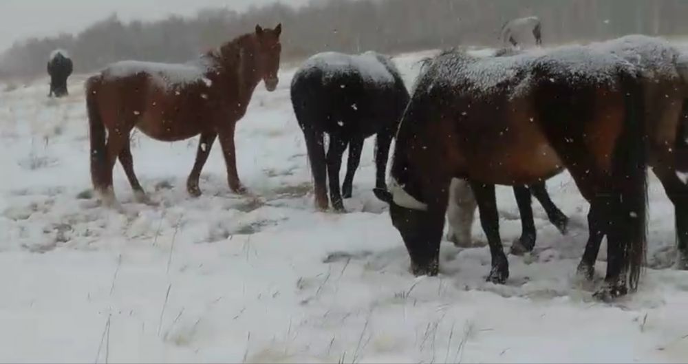 Продам табун лошадей