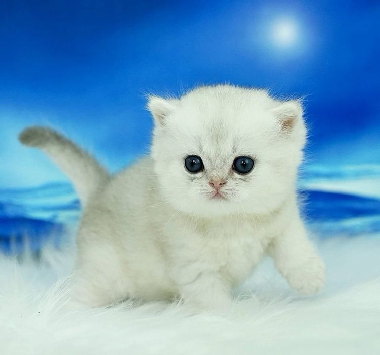 Британский зеленоглазый мальчик