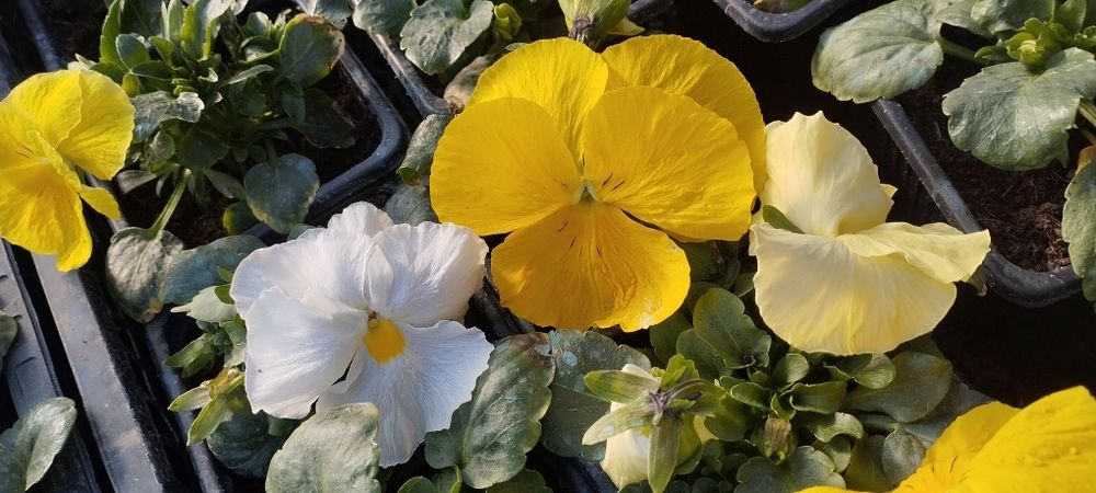 Продавам теменужки