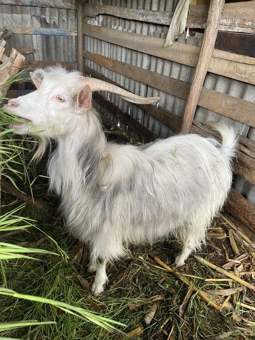 Vând țap de tăiat sau de reprodus