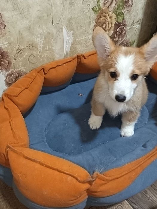 Щенки вельш КОРГИ пемброк