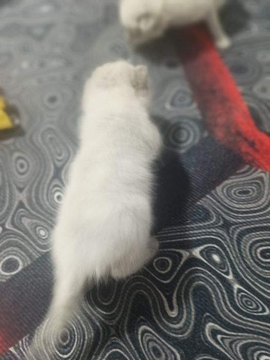 Продам двухнедельных котят