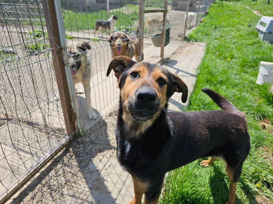 Maggie, pentru adoptie