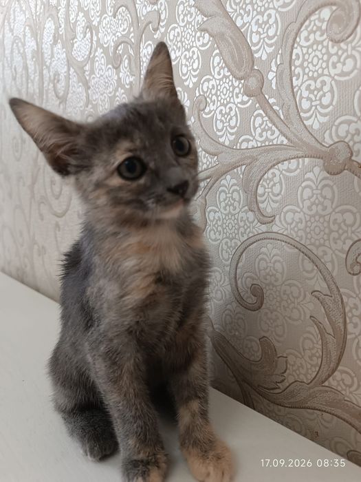 Котенок мысык бесплатно