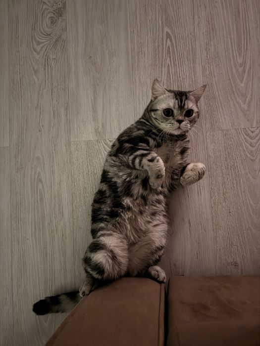 Кот прямоухий шотландец