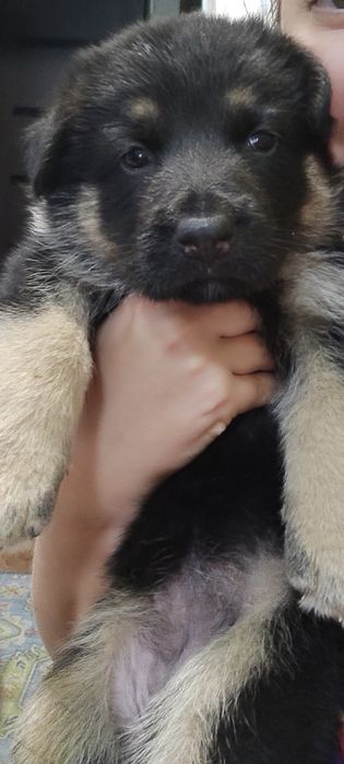 Девочка немецкой овчарки хороших кровей